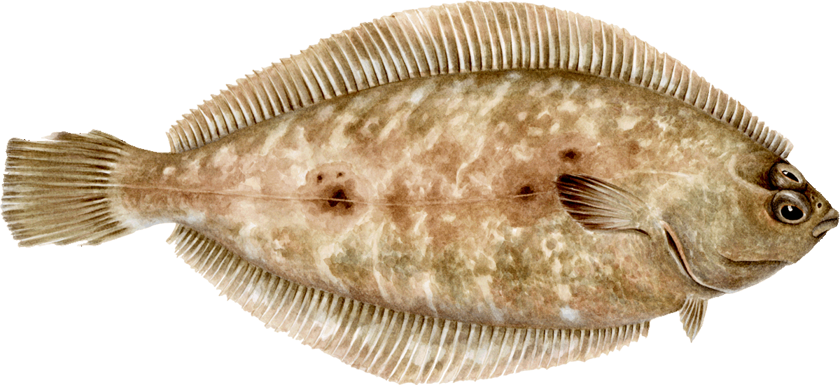 dover-sole-sole-seafood-recommendation-seafood-watch