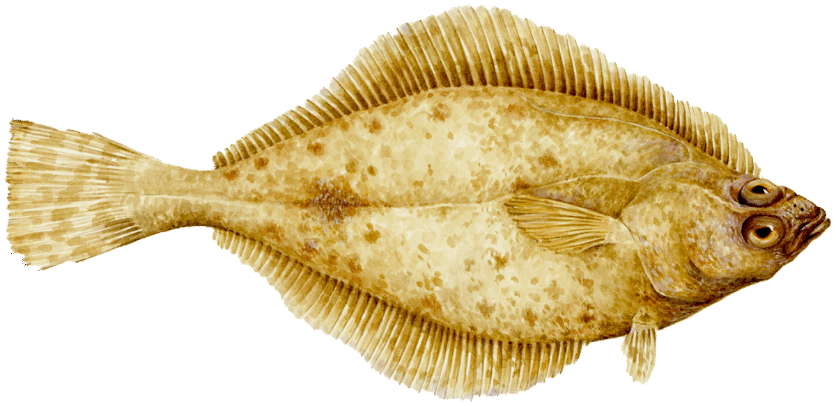 English sole Sole seafood Seafood Watch