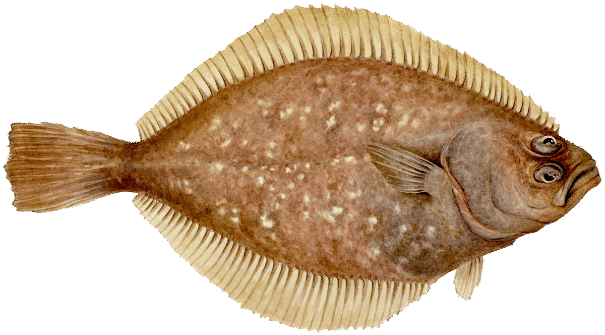 Petrale sole Sole seafood Seafood Watch