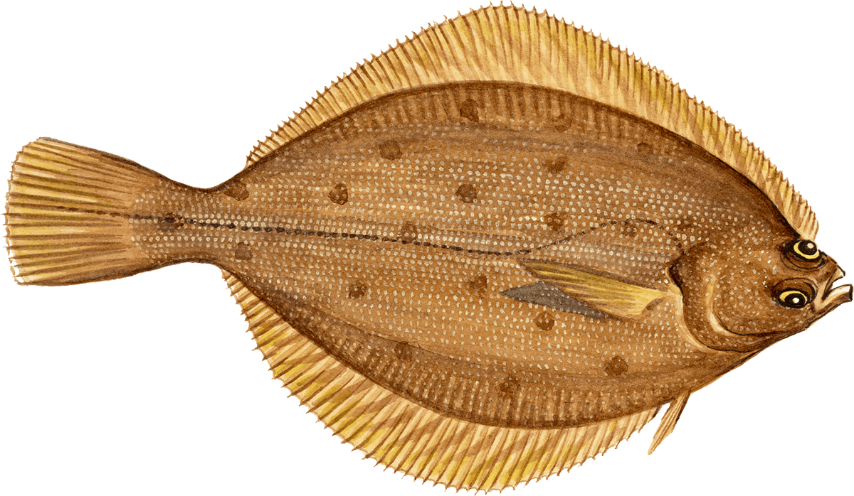 Yellowfin sole Sole seafood Seafood Watch