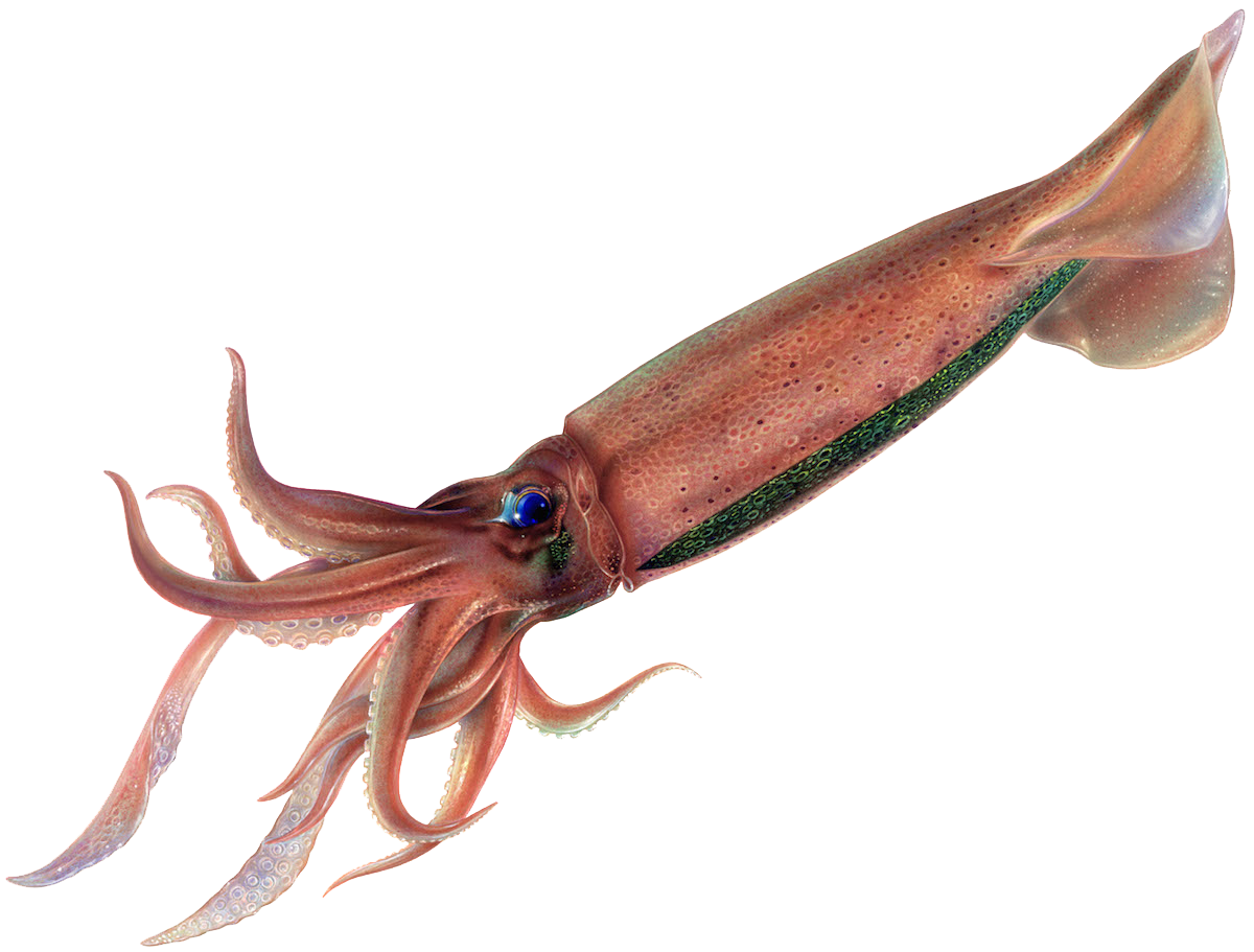 Japanese flying squid Squid seafood recommendation | Seafood Watch