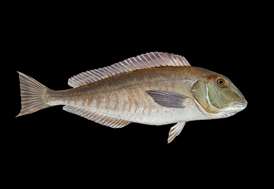 Blueline tilefish Tilefish seafood recommendation | Seafood Watch