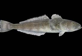 Antarctic toothfish Toothfish seafood recommendation | Seafood Watch