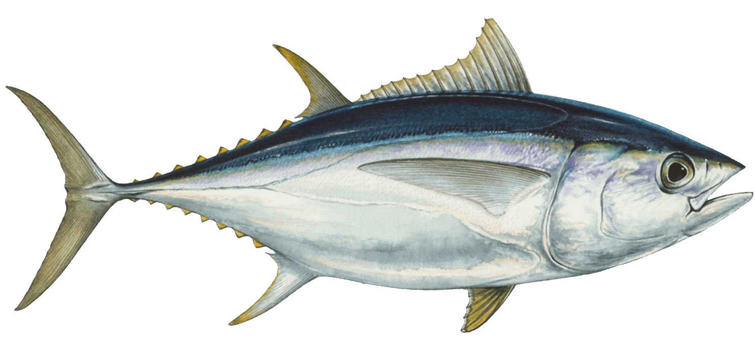 Sustainable tuna guide