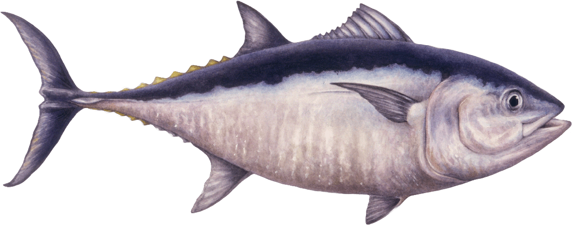 Albacore Bigeye Tuna Atlantic Bluefin Tuna Southern Bluefin Tuna Yellowfin  Tuna PNG - Free Download