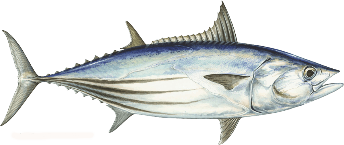 Skipjack tuna Tuna seafood recommendation