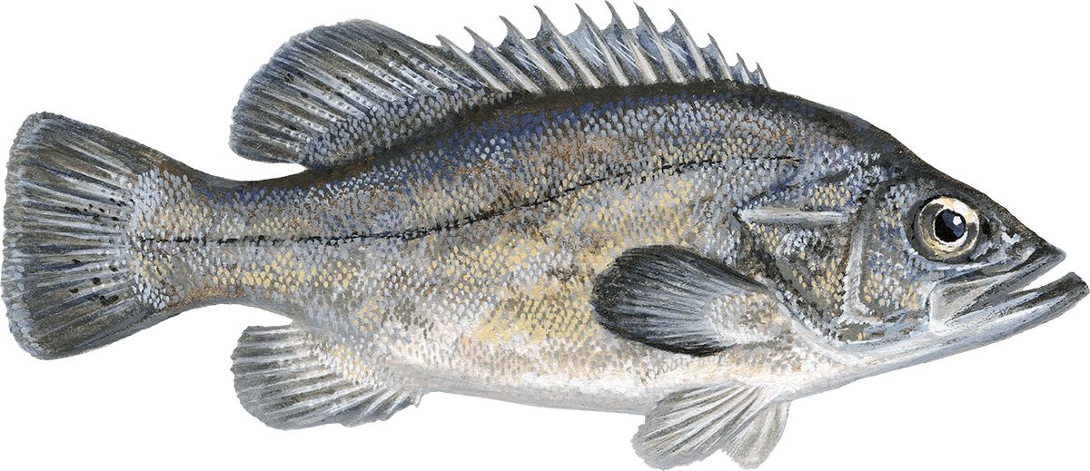 Wreckfish Wreckfish seafood Seafood Watch