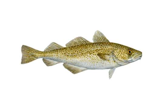Cod Fish Story Meet Alaskan Leader | Stories | Seafood Watch
