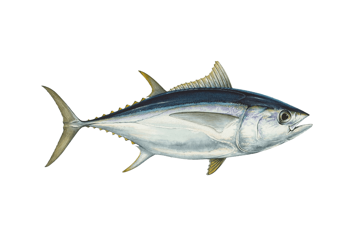 Sustainable tuna guide