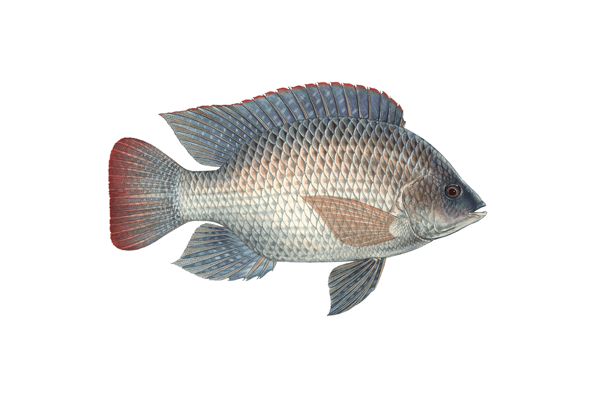 Sustainable tilapia guide