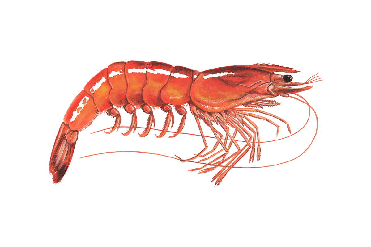 Sustainable shrimp guide