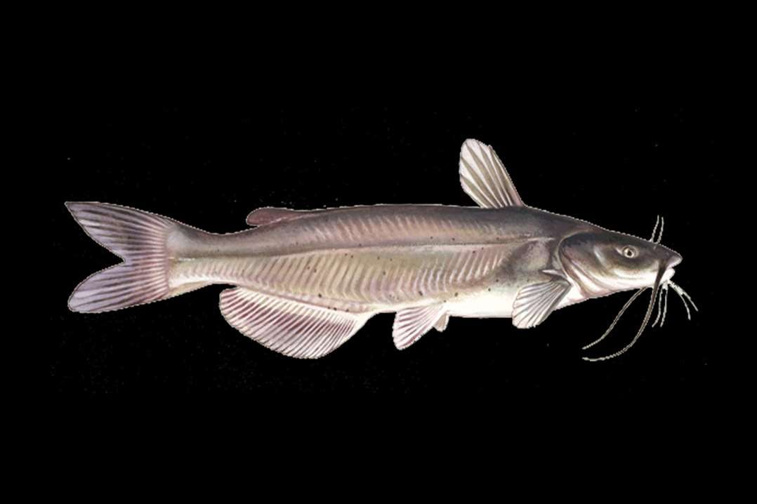 West Coast Seafood Watch Guide Seafood Watch