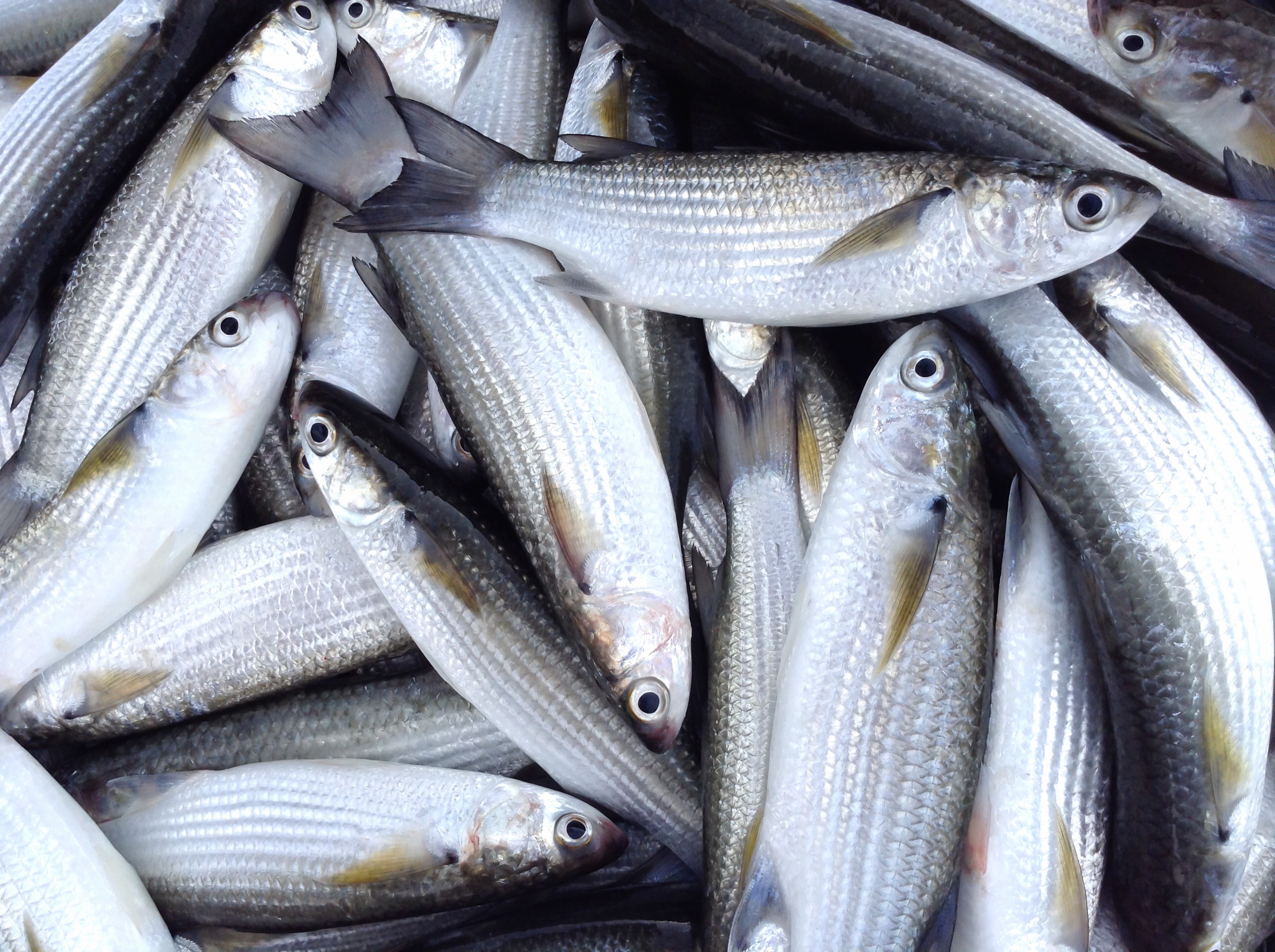 PACIFIC YELLOWTAIL SNAPPER