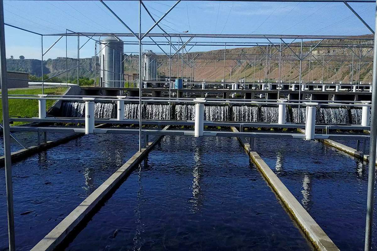 Rearing rainbows | Stories | Seafood Watch