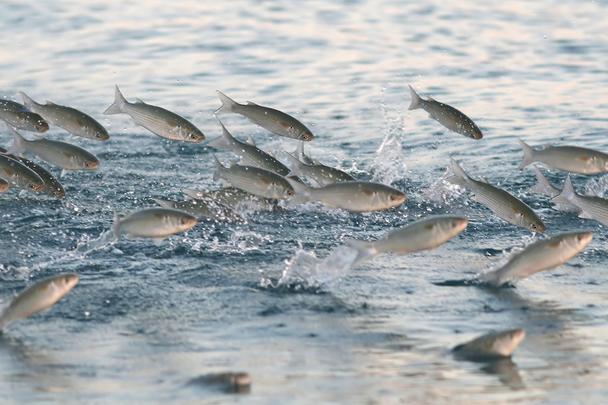 Five facts about striped mullet Stories Seafood Watch