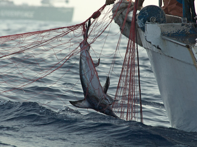 Illegal Fishing