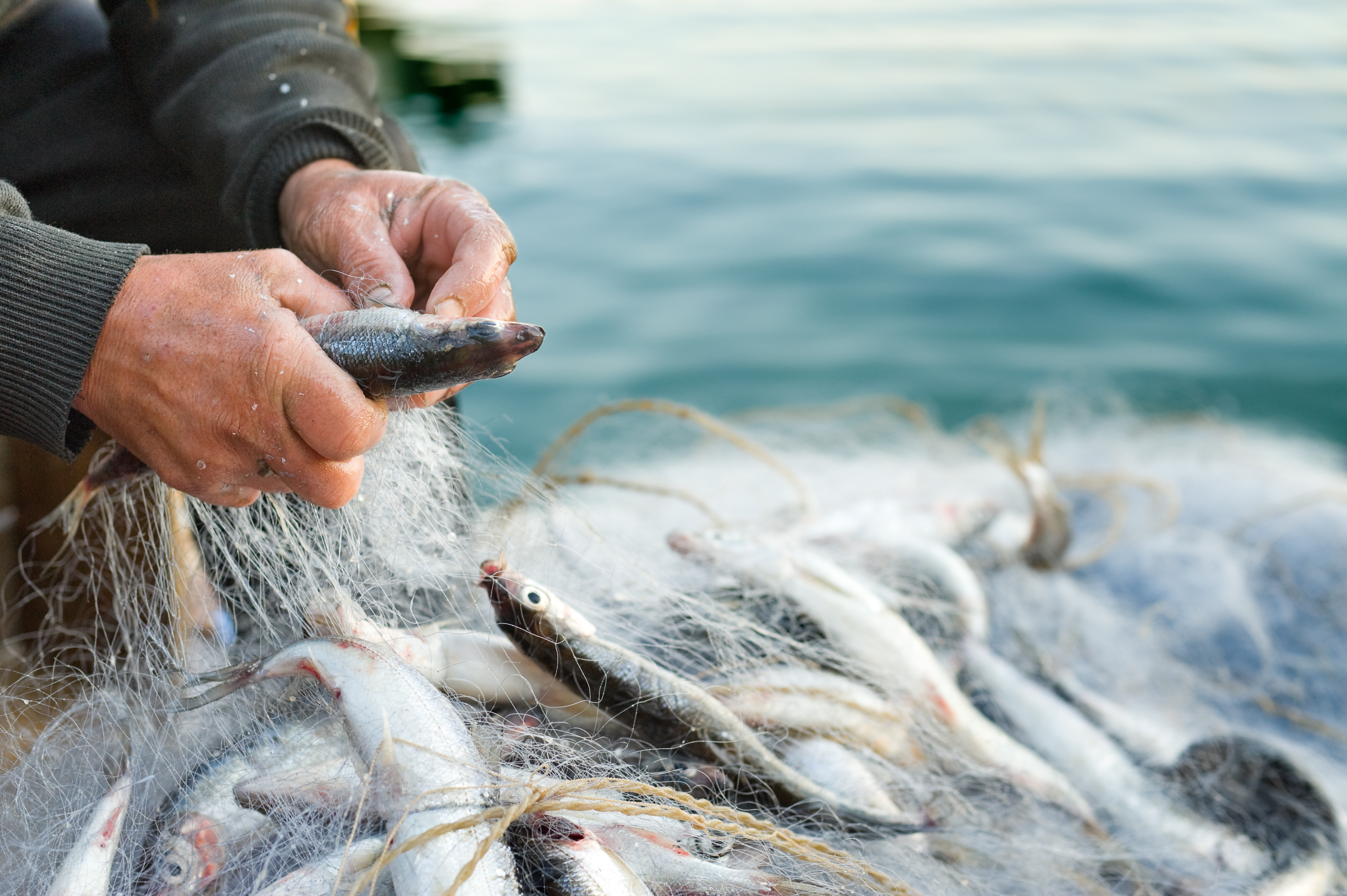 Avoid overfishing Seafood basics Seafood Watch