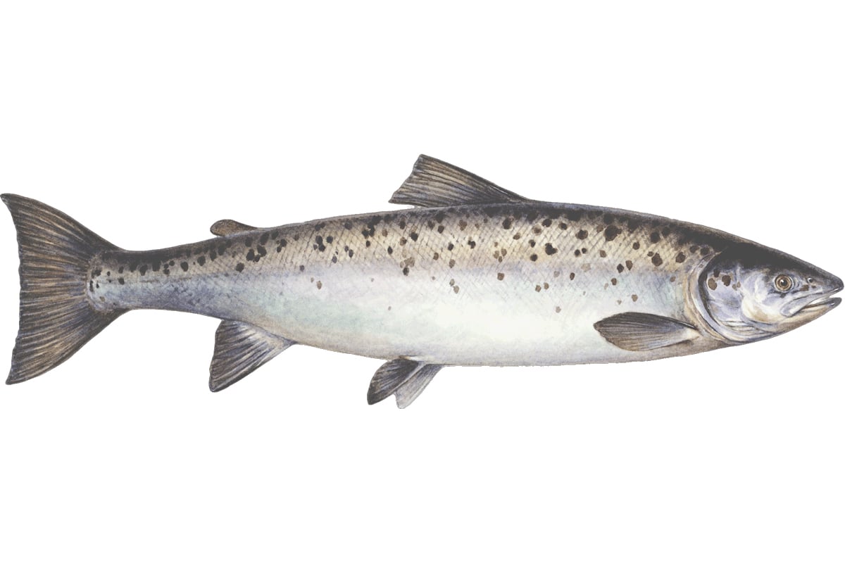 Sustainable salmon guide