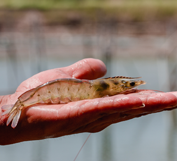 Farmed shrimp in India Our projects Seafood Watch