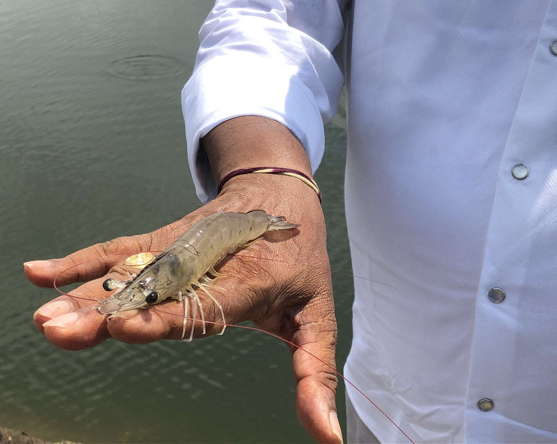 Farmed shrimp in India Our projects Seafood Watch